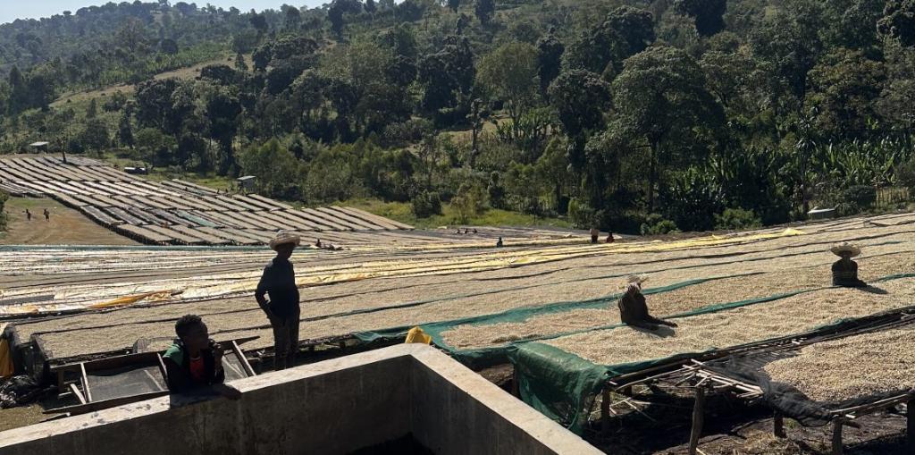 Felipe Estela - Peru Washed Yellow Caturra